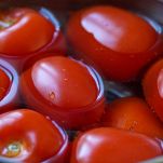 bollire pomodori