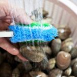 Risotto ai caparozzoli