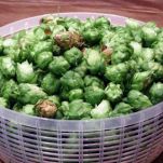 Risotto con il luppolo