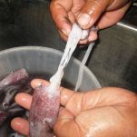 Calamari alla Toscana