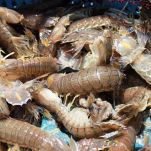 Canocchie alla marchigiana