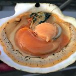 Conchiglie alla fiorentina