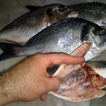 Dentice al cartoccio