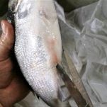 Dentice alla griglia con pomodoro fresco