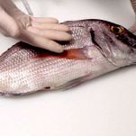 Dentice arrosto alla ligure