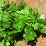 Ostriche alla tarantina