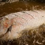 Pesce freddo alla turca