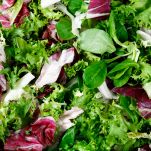 Mixed salad leaves  frisee, radicchio and lamb&#8217;s lettuce. Background