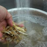 Acciughe al limone