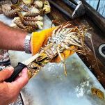 Fettuccine all&#8217;aragosta