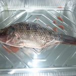 Pesce San Pietro con asparagi e vongole