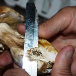 Piccoli pani farciti alla parigina