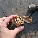 Sedano, noci e formaggio