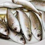 Boghe alle erbe aromatiche