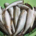 Boghe alle erbe aromatiche