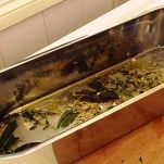 Burrida di pesce alla sarda