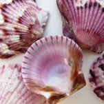 Capesante alla veneziana