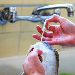 Merluzzetti alla siciliana