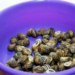 Lumachine alla veneta