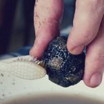 Piccole quiche al tartufo