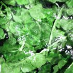 Bucatini pomodoro e rucola