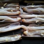 Cannolicchi gratinati al forno