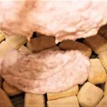 Charlotte alle fragole