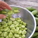 Fave e pecorino romano