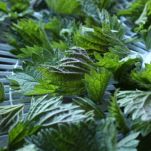 Gnocchi pungenti (gnocchi alle ortiche)