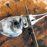 Seppie ripiene con salsa al pomodoro