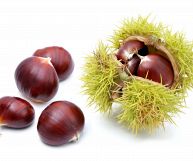Sulla destra riccio di castagna verde chiaro con all’interno alcuni frutti, sulla destra alcune castagne appena raccolte, sfondo bianco