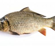 Una carpa non desquamata, dall’aspetto lucente con sfumature che digradano dal grigio scuro al grigio chiaro. La carne è soda e l’occhio vivo. Sfondo bianco