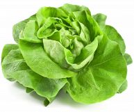 Un cespo voluminoso di insalata a cappuccio, nota anche come cappuccina, caratterizzata da foglie ampie e arrotondate, di colore verde chiaro intenso; sfondo bianco