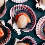 Gusci inferiori di conchiglie di San Giacomo dal colore violaceo con al centro il mollusco per metà bianco latte e per metà arancione brillante