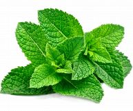 Su sfondo bianco, un mazzetto di menta piperita caratterizzato da foglie verdi dal bordo dentellato, di forma allungata ma piena