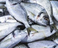 Orate fresche non ancora eviscerate, viste dall’alto: presentano un corpo appiattito ma sodo, con un dorso argentato più scuro nella parte alta