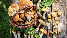 Funghi, caratteristiche e ricette