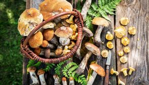 Funghi, caratteristiche e ricette
