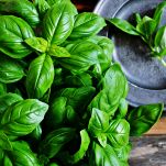 In primo piano, foglie di basilico fresco; in alto a destra un piattino grigio con un ciuffetto della stessa erba aromatica