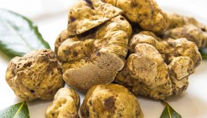 Tartufi, caratteristiche e ricette