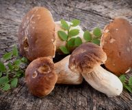 Su un piano in legno rustico, quattro funghi porcini con gambi bianco-beige e cappelli marroni sodi e spessi; in mezzo alcune foglie verdi di alberi di bosco
