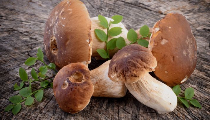 Su un piano in legno rustico, quattro funghi porcini con gambi bianco-beige e cappelli marroni sodi e spessi; in mezzo alcune foglie verdi di alberi di bosco