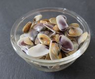 Su sfondo grigio scuro e in una scodella trasparente, telline in parte aperte e in parte chiuse, dal guscio bivalve triangolare e il mollusco arancio chiaro