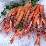 Scampi freschi accostati gli uni agli altri, posati su ghiaccio e decorati con prezzemolo; Il carapace è integro, così come la testa e le chele