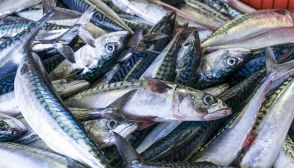 Pesce azzurro: caratteristiche, varietà e ricette