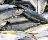 Alici integre, da pulire prima di essere cucinate; nonostante le piccole dimensioni sono carnose e sode, con pelle lucida