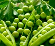 Piselli, in parte ancora contenuti in baccelli aperti e in parte sgranati, dalle grandi dimensioni, la consistenza soda e il colore verde brillante