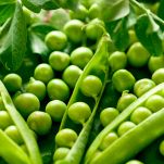 Piselli, in parte ancora contenuti in baccelli aperti e in parte sgranati, dalle grandi dimensioni, la consistenza soda e il colore verde brillante