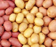 Vista panoramica di tre varietà di patate, disposte a strisce verticali: da destra a sinistra, patate a pasta gialla, bianca e rossa