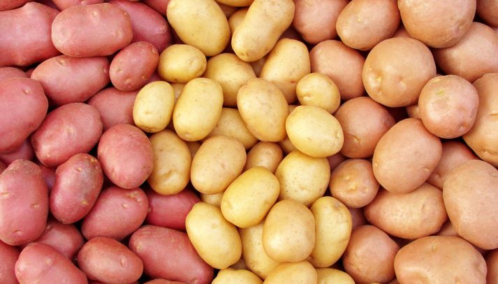 Vista panoramica di tre varietà di patate, disposte a strisce verticali: da destra a sinistra, patate a pasta gialla, bianca e rossa